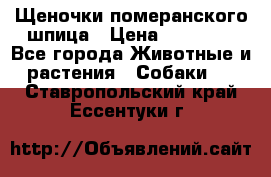 Щеночки померанского шпица › Цена ­ 25 000 - Все города Животные и растения » Собаки   . Ставропольский край,Ессентуки г.